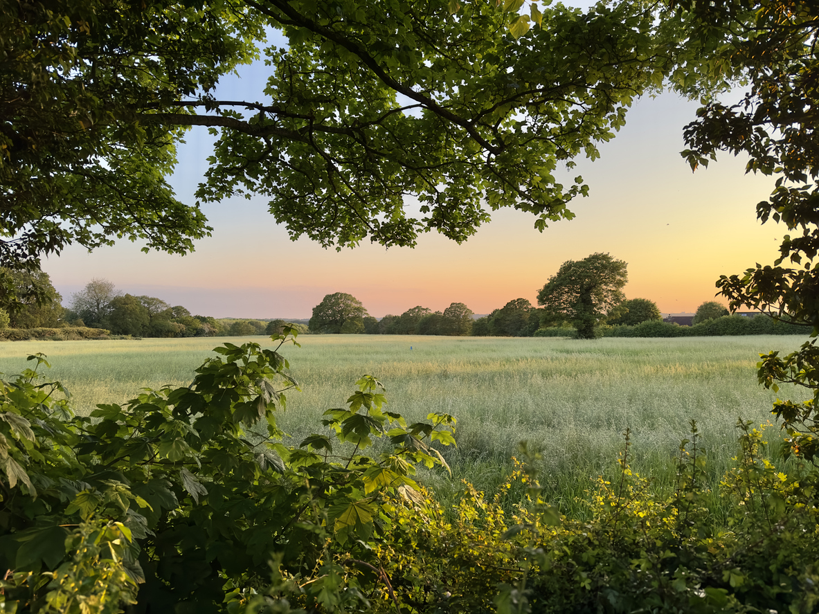 A sunny field